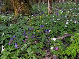 Attēlu rezultāti vaicājumam “xComagaria rosea  flower”