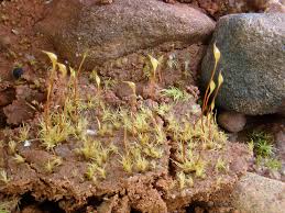 Attēlu rezultāti vaicājumam “Dicranella schreberiana”