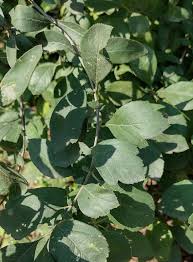 Attēlu rezultāti vaicājumam “Calamagrostis canescens fruit”