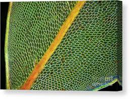 Attēlu rezultāti vaicājumam “Cinclidium stygium”