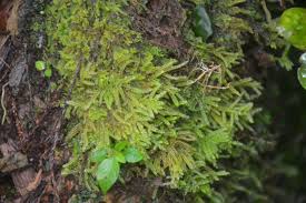 Attēlu rezultāti vaicājumam “Lophocolea coadunata”