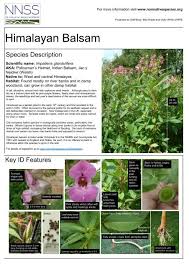 Attēlu rezultāti vaicājumam “Impatiens glandulifera leaf”