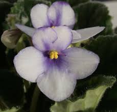 Image result for Saintpaulia ionantha Culitvar