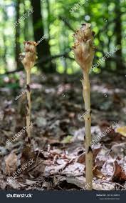 Attēlu rezultāti vaicājumam “Monotropa hypopitys”