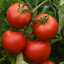 Attēlu rezultāti vaicājumam “Lycopersicon esculentum”