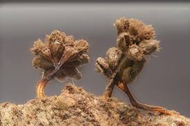 Attēlu rezultāti vaicājumam “Stemonitopsis hyperopta var. landewaldii spores”