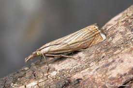 Attēlu rezultāti vaicājumam “Chrysoteuchia culmella”