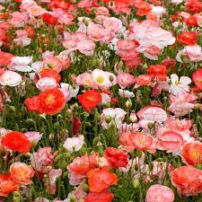 Image result for Papaver rhoeas 'Shirley'