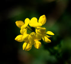 Attēlu rezultāti vaicājumam “Lotus corniculatus flower”