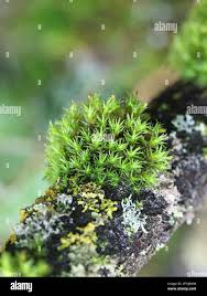 Attēlu rezultāti vaicājumam “Orthotrichum diaphanum sporophyte”
