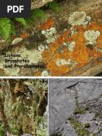 Attēlu rezultāti vaicājumam “Paraleucobryum longifolium sporophyte”