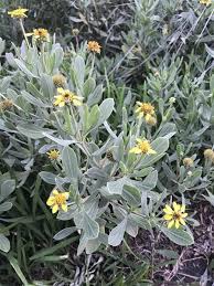 Attēlu rezultāti vaicājumam “Heterotrichia obvelata (syn. Arcyria obvelata) young”