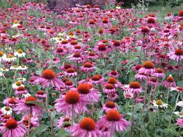 Image result for Echinacea Lustre hybrids
