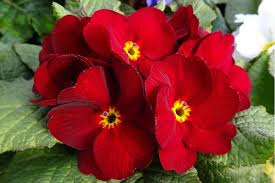 Attēlu rezultāti vaicājumam “Primula x margotae flower”