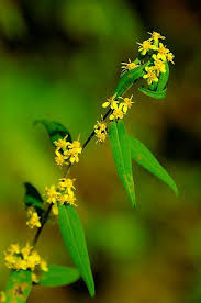Attēlu rezultāti vaicājumam “Lithomoia solidaginis”
