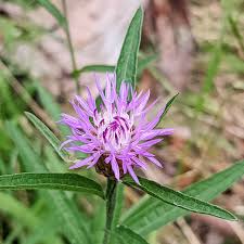 Attēlu rezultāti vaicājumam “Centaurea jacea fruit”