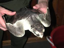 Image result for Lepidochelys kempii