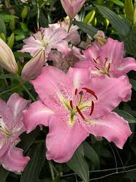 Image result for Lilie