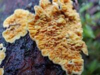 Attēlu rezultāti vaicājumam “Pseudomerulius aureus”