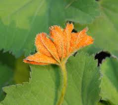 Attēlu rezultāti vaicājumam “Trachyspora intrusa”