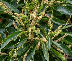 Attēlu rezultāti vaicājumam “Castanea sativa  leaf”