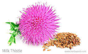 Attēlu rezultāti vaicājumam “Silybum marianum fruit”