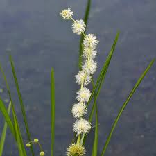 Attēlu rezultāti vaicājumam “Sparganium minimum”