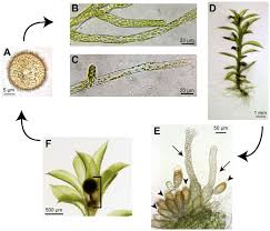 Attēlu rezultāti vaicājumam “Palustriella commutata sporophyte”