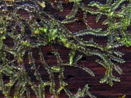 Attēlu rezultāti vaicājumam “Lophocolea heterophylla”