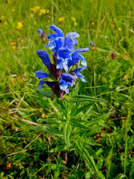 Attēlu rezultāti vaicājumam “Dracocephalum ruyschiana”