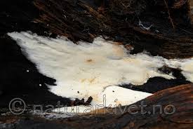 Attēlu rezultāti vaicājumam “Sidera lenis”