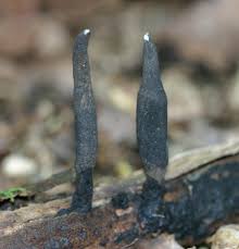 Attēlu rezultāti vaicājumam “Xylaria longipes”