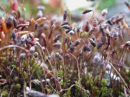 Attēlu rezultāti vaicājumam “Didymodon tophaceus sporophyte”
