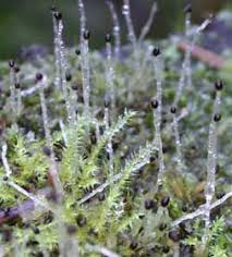 Attēlu rezultāti vaicājumam “Cephalozia bicuspidata sporophyte”