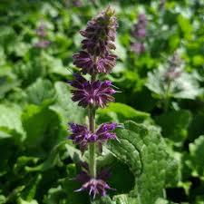 Attēlu rezultāti vaicājumam “Salvia verticillata flower”