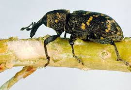 Attēlu rezultāti vaicājumam “Hylobius abietis”