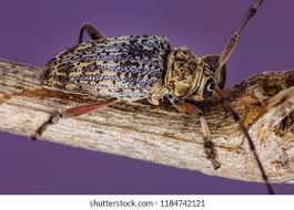 Attēlu rezultāti vaicājumam “Paracorymbia maculicornis imago”