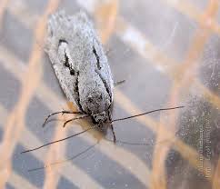 Attēlu rezultāti vaicājumam “Semioscopis avellanella”