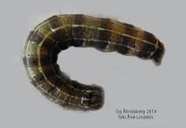 Attēlu rezultāti vaicājumam “Orthosia cruda”