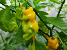 Afbeeldingsresultaat voor mme jeanette hot pepper