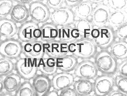 Attēlu rezultāti vaicājumam “Calypogeia neesiana”