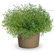 Image result for Thymus vulgaris