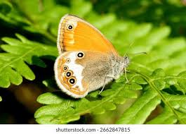 Attēlu rezultāti vaicājumam “Coenonympha arcania”
