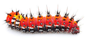 Attēlu rezultāti vaicājumam “Cossus cossus”