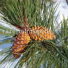 Attēlu rezultāti vaicājumam “Pinus ponderosa fruit”