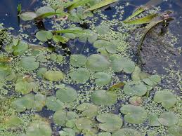 Attēlu rezultāti vaicājumam “Hydrocharis morsus-ranae leaf”
