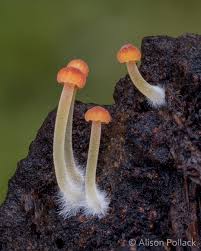 Attēlu rezultāti vaicājumam “Mycena acicula”