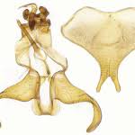 Attēlu rezultāti vaicājumam “Scythris limbella”