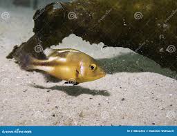 Image result for Chrysoblephus laticeps