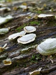 Attēlu rezultāti vaicājumam “Stereum fasciatum”